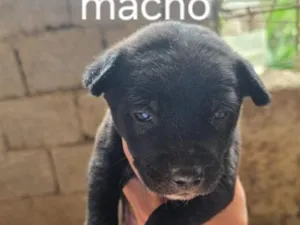 Cachorro raça SRD-ViraLata idade Abaixo de 2 meses nome Chico