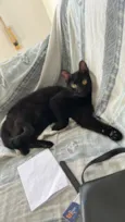 pretinha