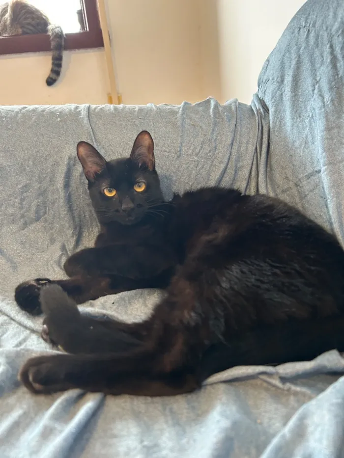 Gato raça SRD-ViraLata idade 1 ano nome pretinha