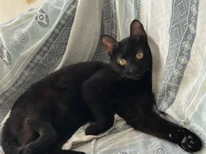Gato raça SRD-ViraLata idade 1 ano nome pretinha