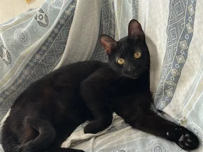 Gato raça SRD-ViraLata idade 1 ano nome pretinha