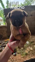 Enzo