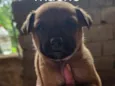 Enzo