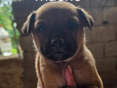 Cachorro raça SRD-ViraLata idade Abaixo de 2 meses nome Enzo