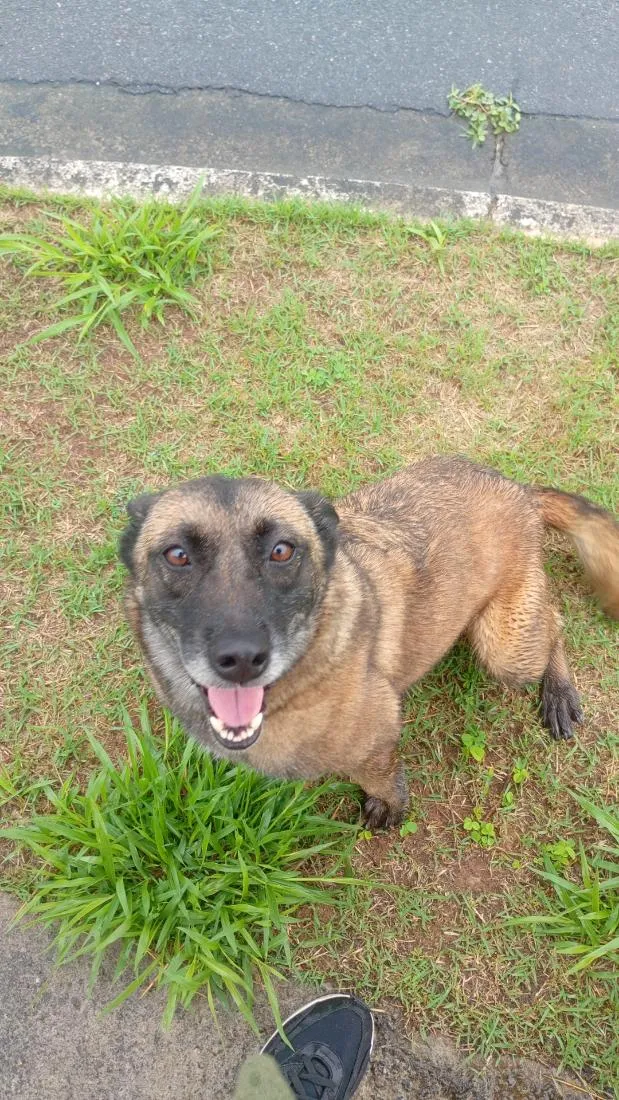 Cachorro raça Pastor Alemão idade 1 ano nome não tem 