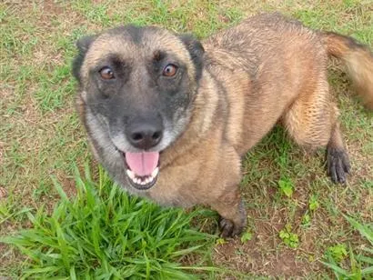 Cachorro raça Pastor Alemão idade 1 ano nome não tem 