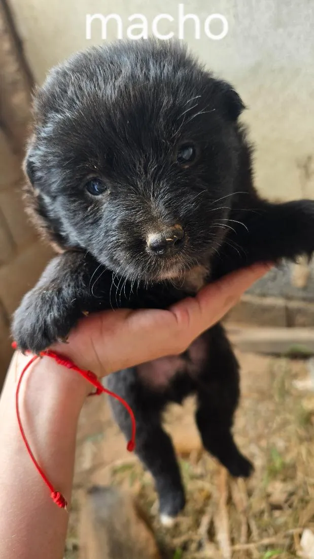 Cachorro raça SRD-ViraLata idade Abaixo de 2 meses nome Theo