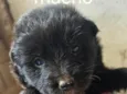 Theo