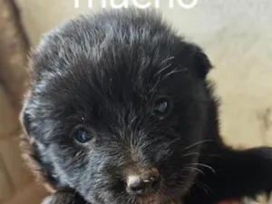 Cachorro raça SRD-ViraLata idade Abaixo de 2 meses nome Theo