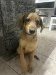 Scooby
