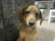 Scooby