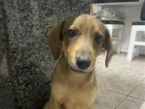 Cachorro raça SRD-ViraLata idade 2 a 6 meses nome Scooby