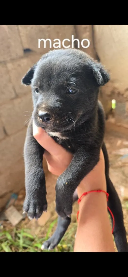 Cachorro raça SRD-ViraLata idade Abaixo de 2 meses nome Nico