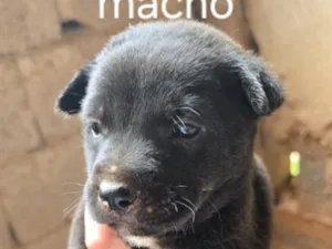 Cachorro raça SRD-ViraLata idade Abaixo de 2 meses nome Nico