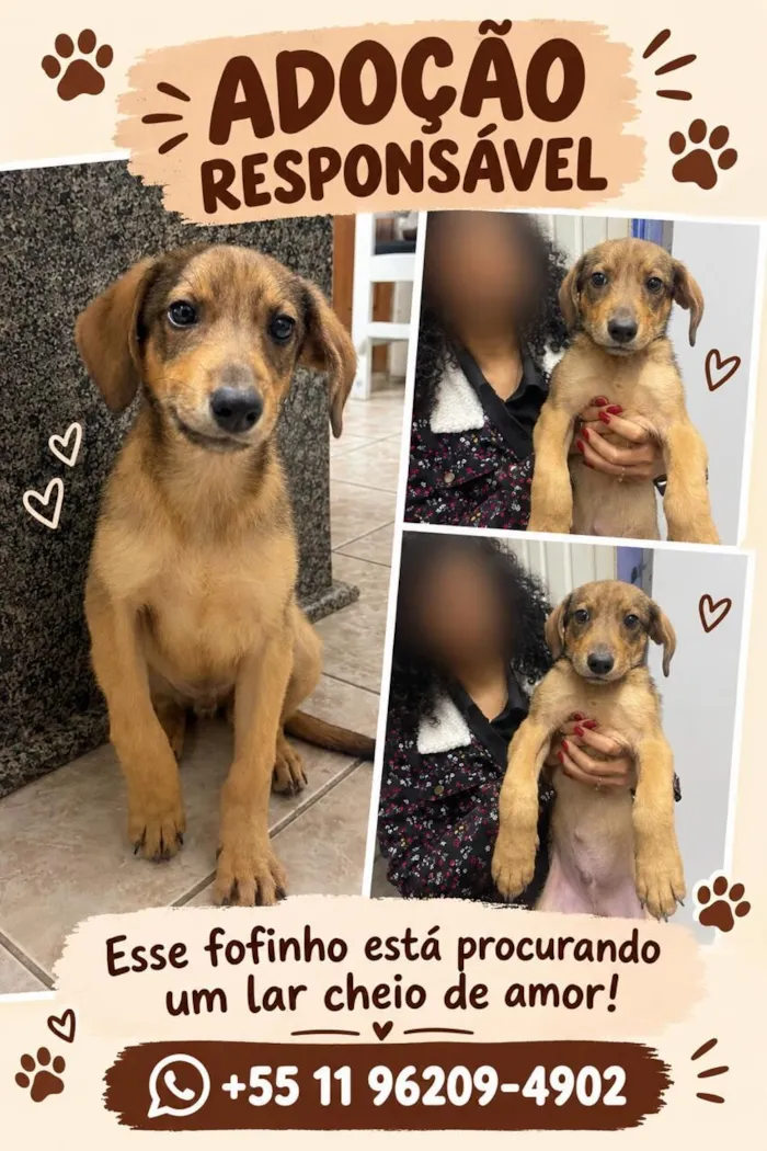Cachorro raça SRD-ViraLata idade 2 a 6 meses nome Scooby
