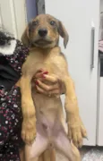 Scooby