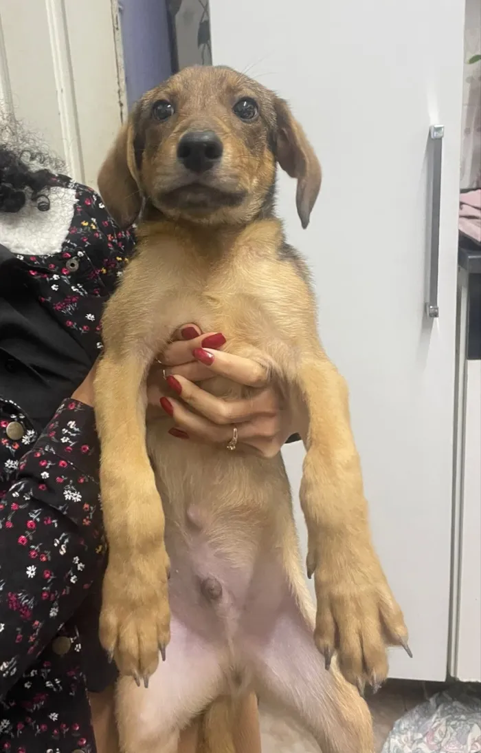 Cachorro raça SRD-ViraLata idade 2 a 6 meses nome Scooby