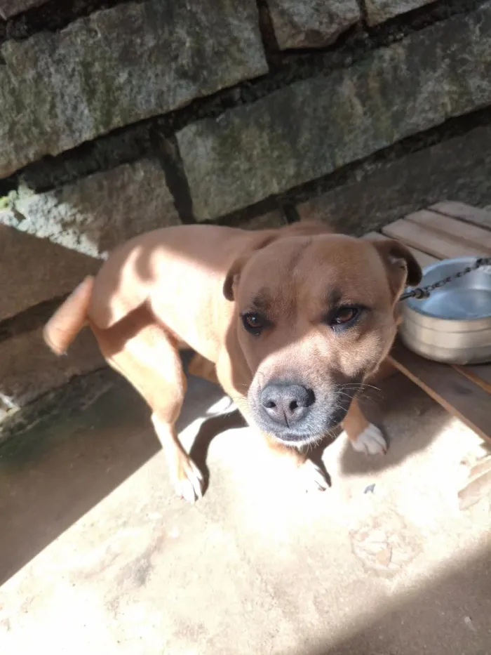 Cachorro raça SRD-ViraLata idade 1 ano nome Ravena
