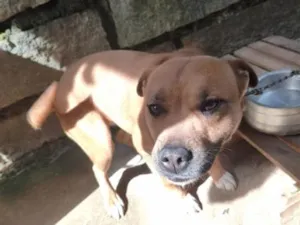 Cachorro raça SRD-ViraLata idade 1 ano nome Ravena