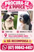 Pipoca
