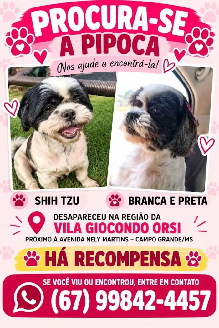 Cachorro raça Shitzu idade 5 anos nome Pipoca