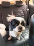 Pipoca