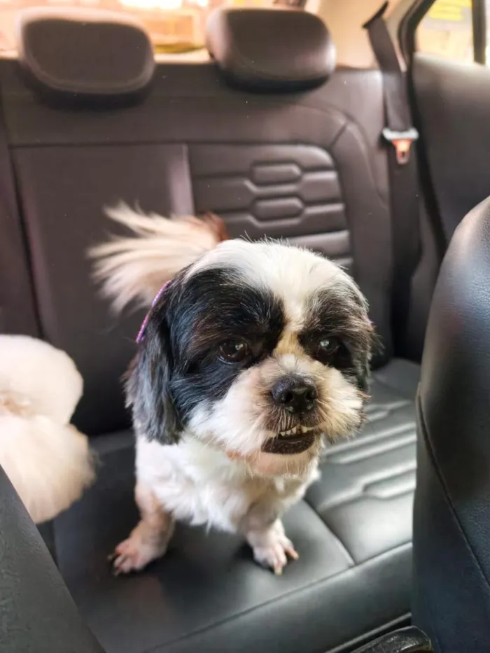 Cachorro raça Shitzu idade 5 anos nome Pipoca