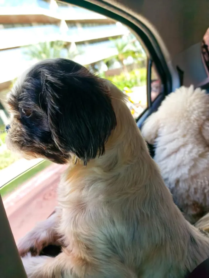 Cachorro raça Shitzu idade 5 anos nome Pipoca