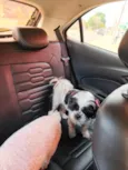 Pipoca