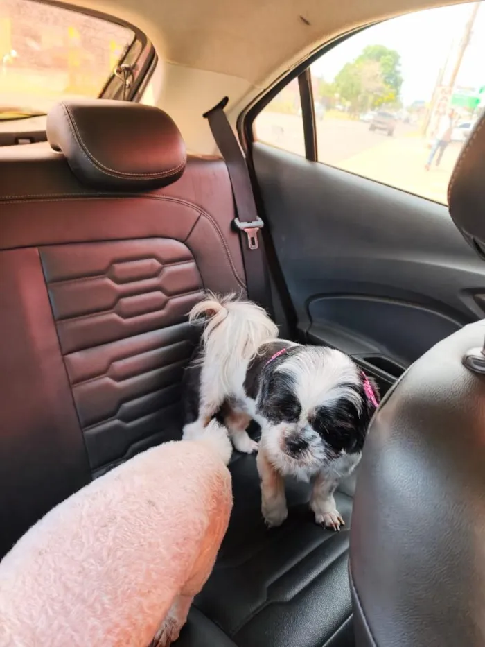 Cachorro raça Shitzu idade 5 anos nome Pipoca