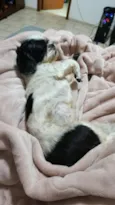 Pipoca