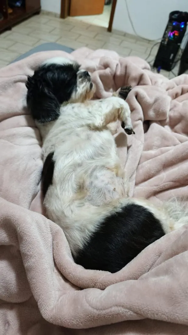 Cachorro raça Shitzu idade 5 anos nome Pipoca