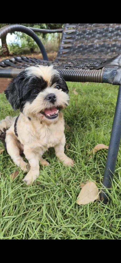 Cachorro raça Shitzu idade 5 anos nome Pipoca