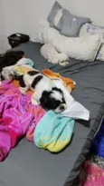 Pipoca