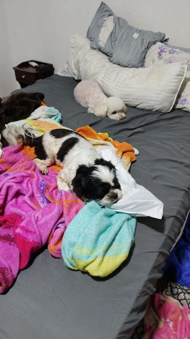 Cachorro raça Shitzu idade 5 anos nome Pipoca