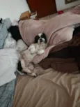 Pipoca