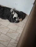 Pipoca