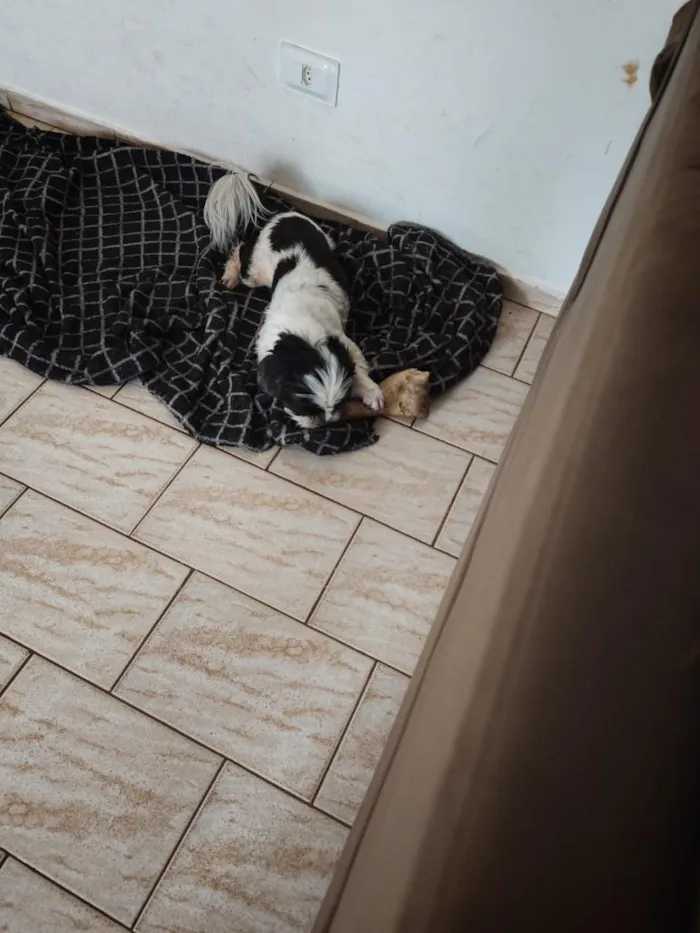 Cachorro raça Shitzu idade 5 anos nome Pipoca
