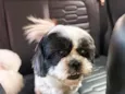 Pipoca
