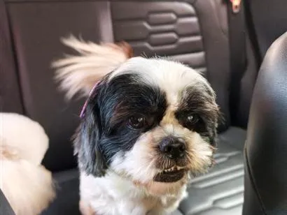 Cachorro raça Shitzu idade 5 anos nome Pipoca