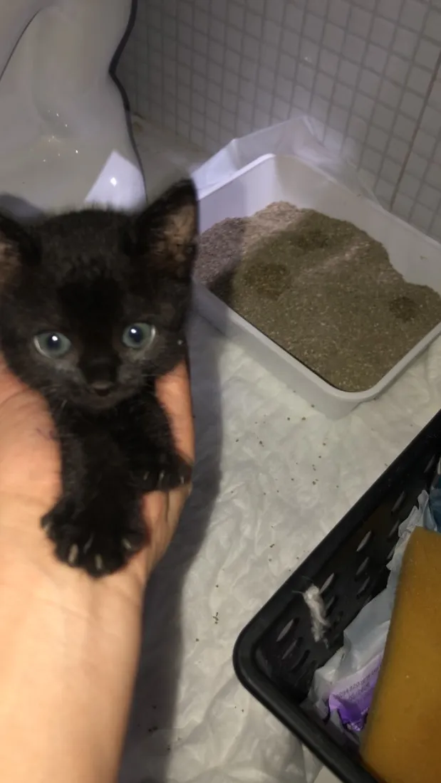 Gato raça SRD-ViraLata idade Abaixo de 2 meses nome Abissal 