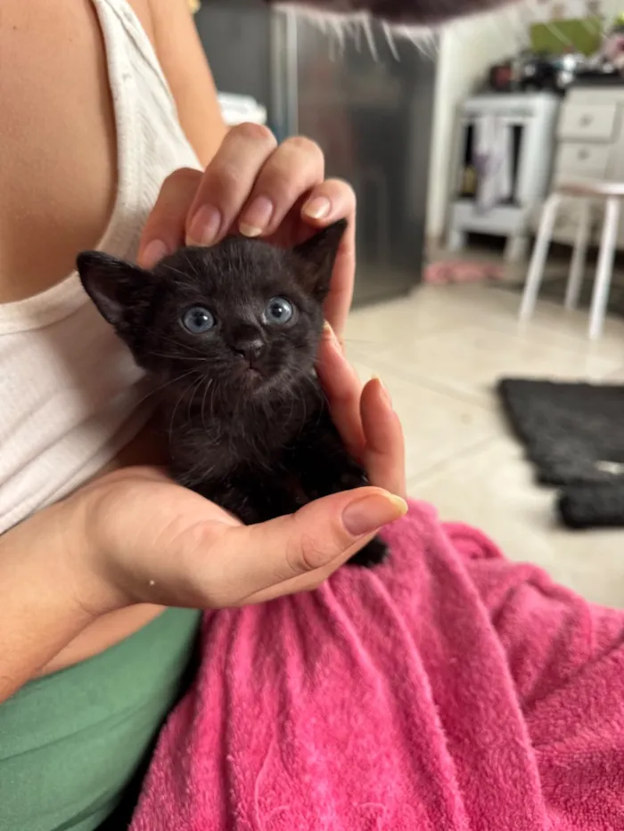 Gato raça SRD-ViraLata idade Abaixo de 2 meses nome Abissal 