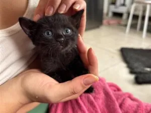 Gato raça SRD-ViraLata idade Abaixo de 2 meses nome Abissal 