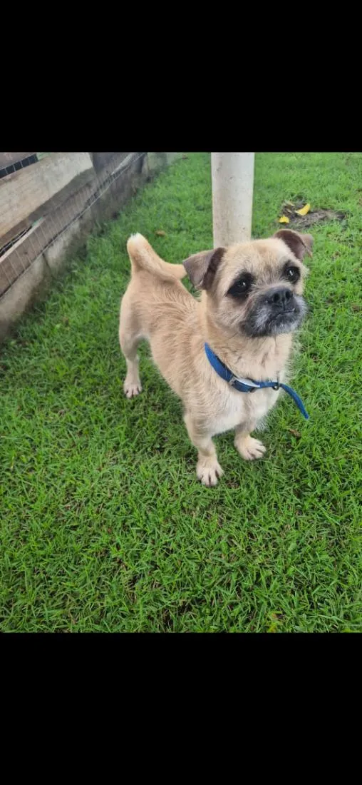 Cachorro raça SRD-ViraLata idade 3 anos nome zequinha 