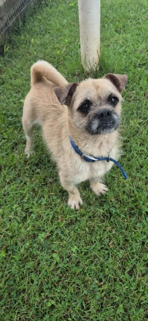 Cachorro raça SRD-ViraLata idade 3 anos nome zequinha 