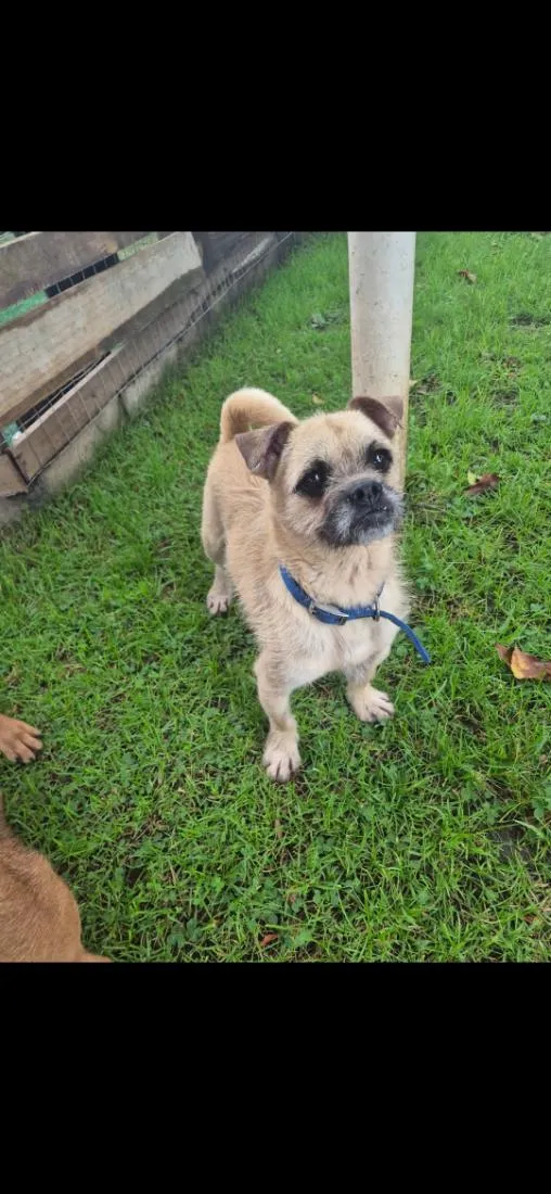 Cachorro raça SRD-ViraLata idade 3 anos nome zequinha 