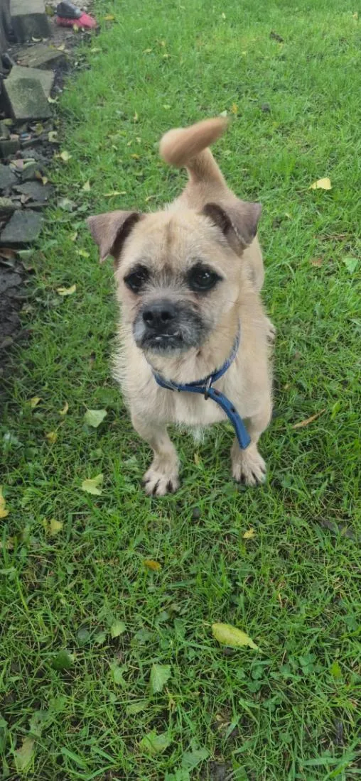 Cachorro raça SRD-ViraLata idade 3 anos nome zequinha 