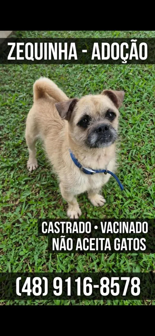 Cachorro raça SRD-ViraLata idade 3 anos nome zequinha 