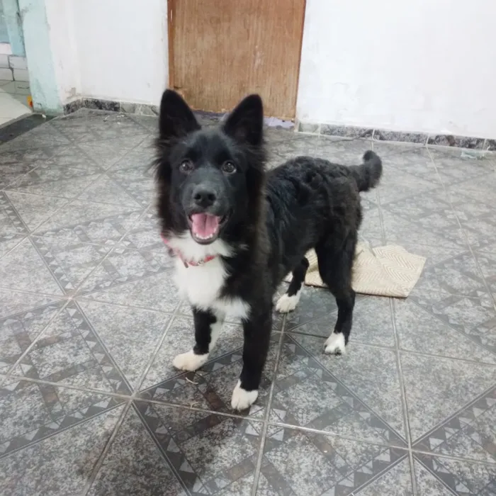 Cachorro raça SRD-ViraLata idade 2 a 6 meses nome zifih 