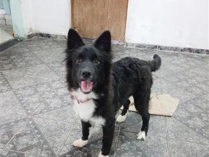 Cachorro raça SRD-ViraLata idade 2 a 6 meses nome zifih 